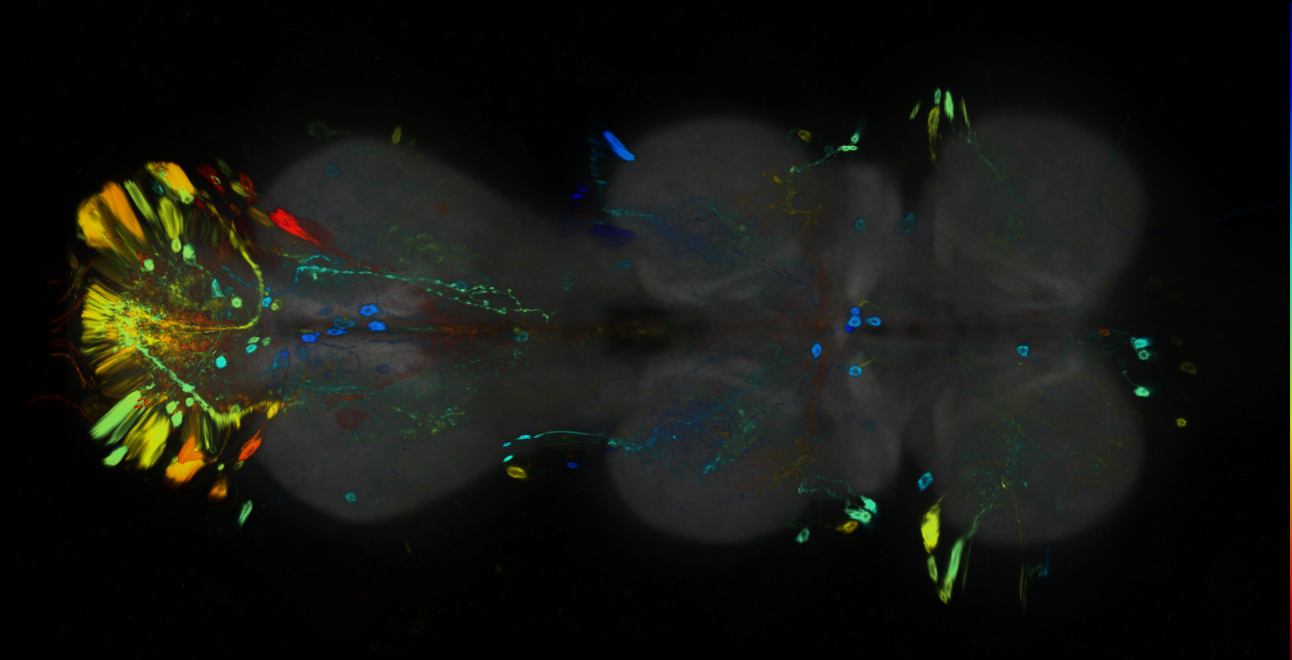 P{GMR92D08-GAL4} expression pattern