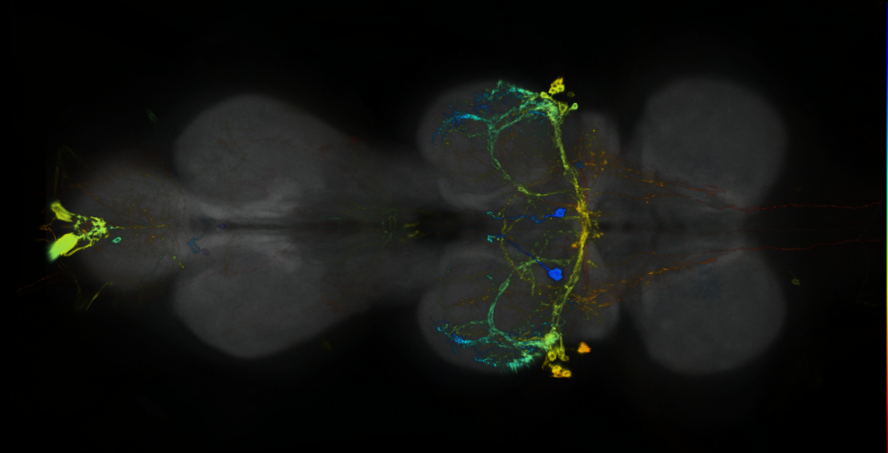 P{GMR94A02-GAL4} expression pattern