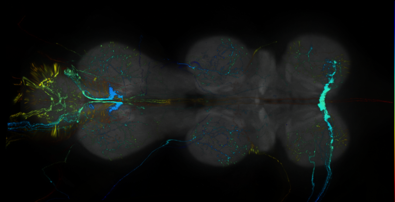 P{GMR94A09-GAL4} expression pattern