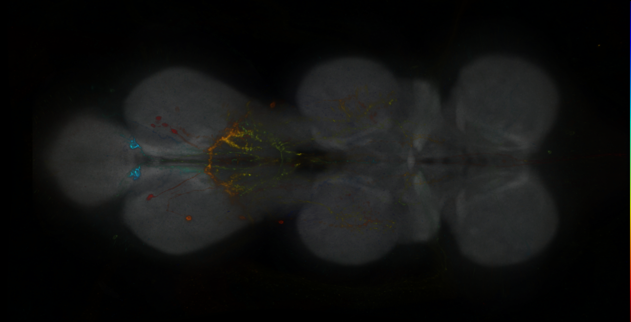 P{GMR94B01-GAL4} expression pattern