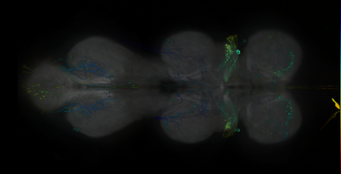 P{GMR94D09-GAL4} expression pattern