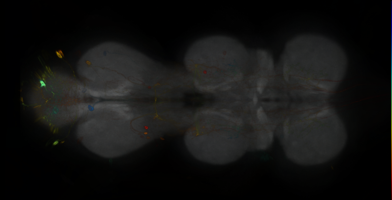 P{GMR94D12-GAL4} expression pattern