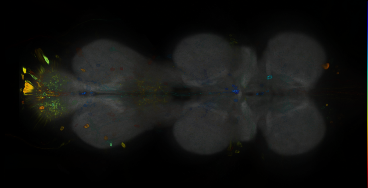 P{GMR94G06-GAL4} expression pattern