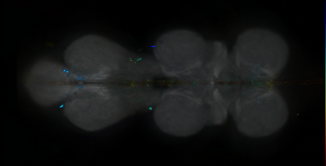 P{GMR95E01-GAL4} expression pattern