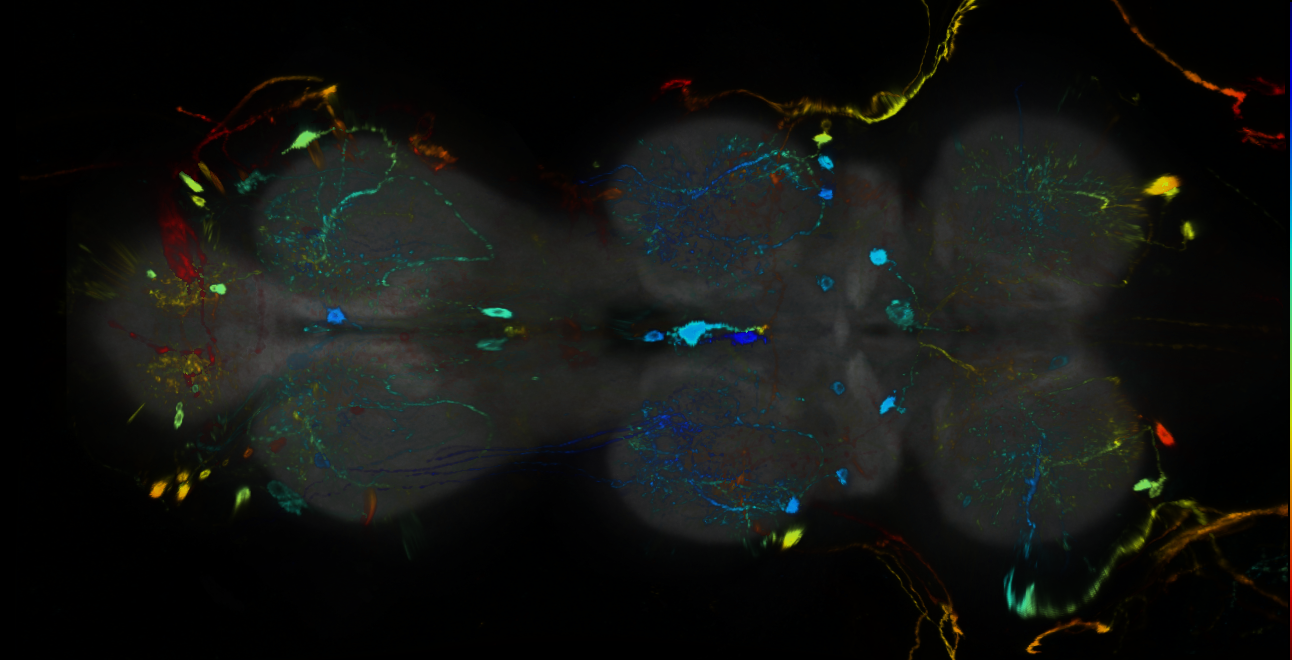 P{GMR95E11-GAL4} expression pattern
