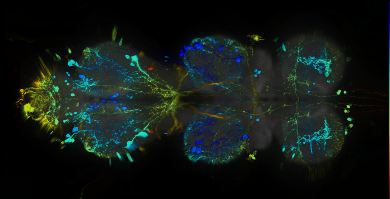 P{GMR95F01-GAL4} expression pattern