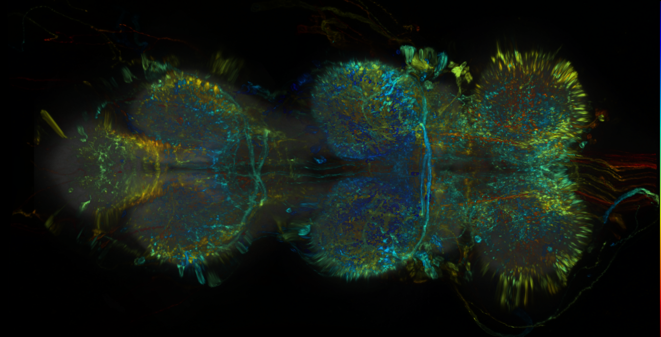 P{GMR10B03-lexA} expression pattern