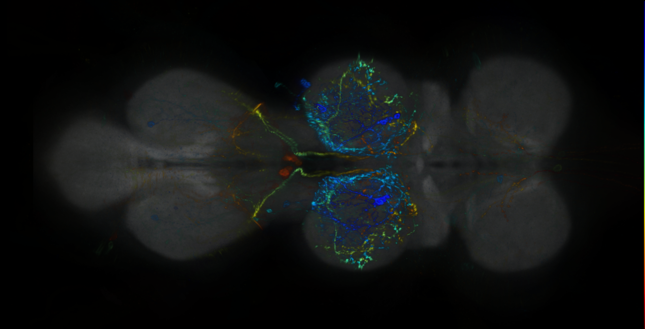 P{GMR10B07-lexA} expression pattern