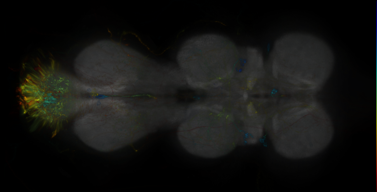 P{GMR10C05-lexA} expression pattern