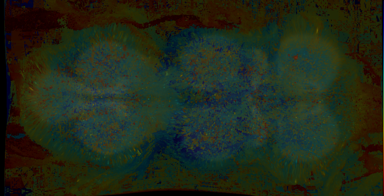 P{GMR10C06-lexA} expression pattern