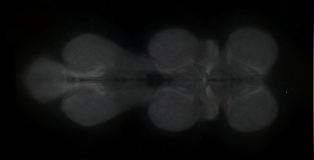 P{GMR10G12-lexA} expression pattern