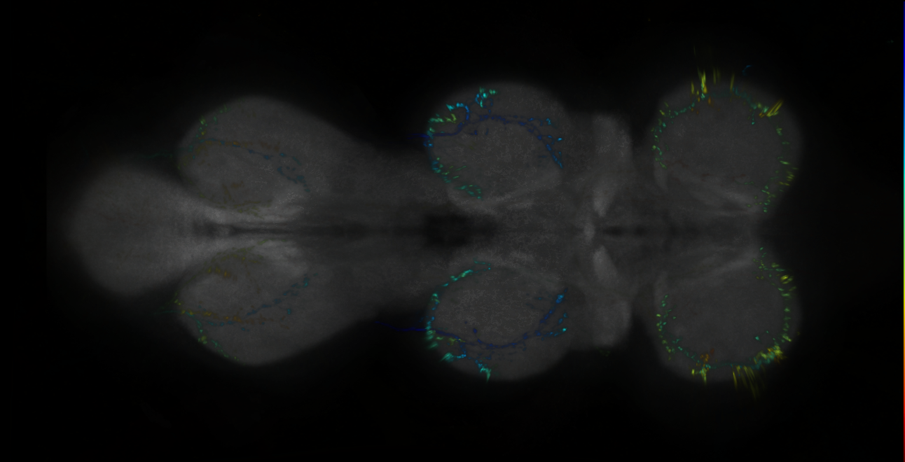 P{GMR11E05-lexA} expression pattern