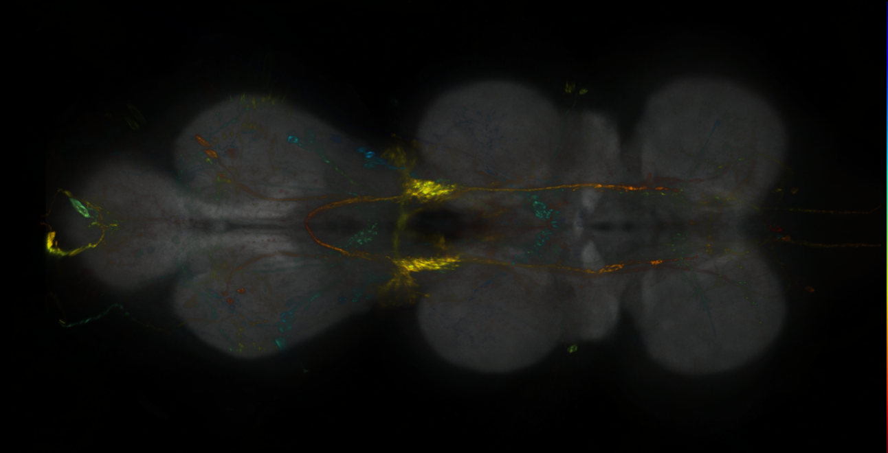 P{GMR11F03-lexA} expression pattern