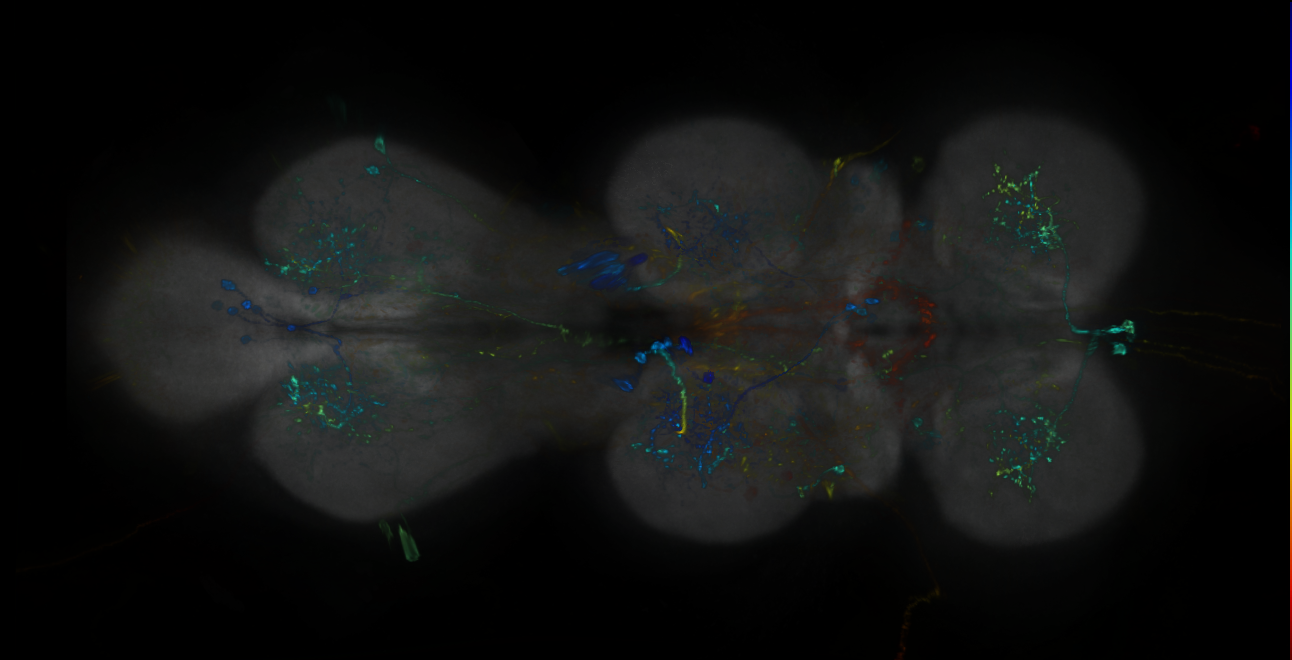 P{GMR11F12-lexA} expression pattern