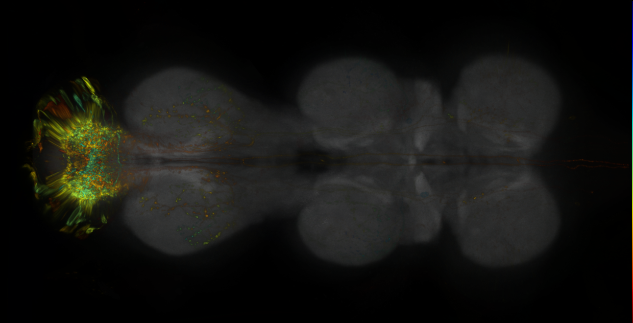 P{GMR11G01-lexA} expression pattern
