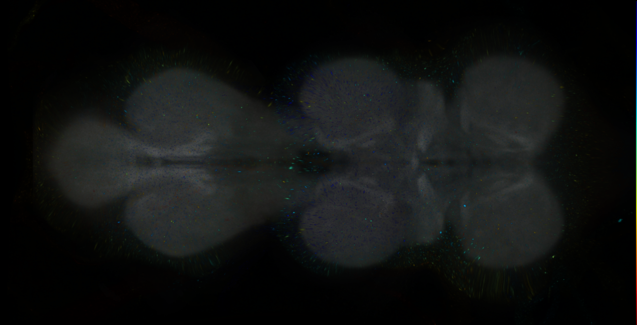 P{GMR12B11-lexA} expression pattern