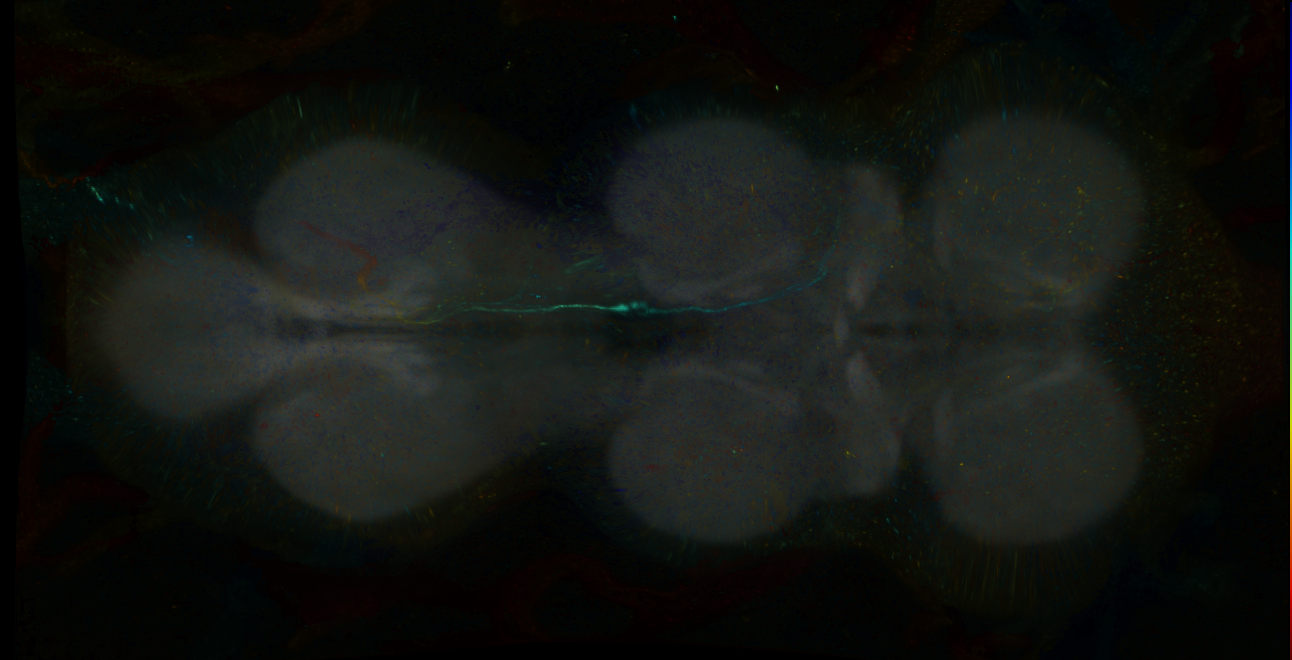 P{GMR12C03-lexA} expression pattern