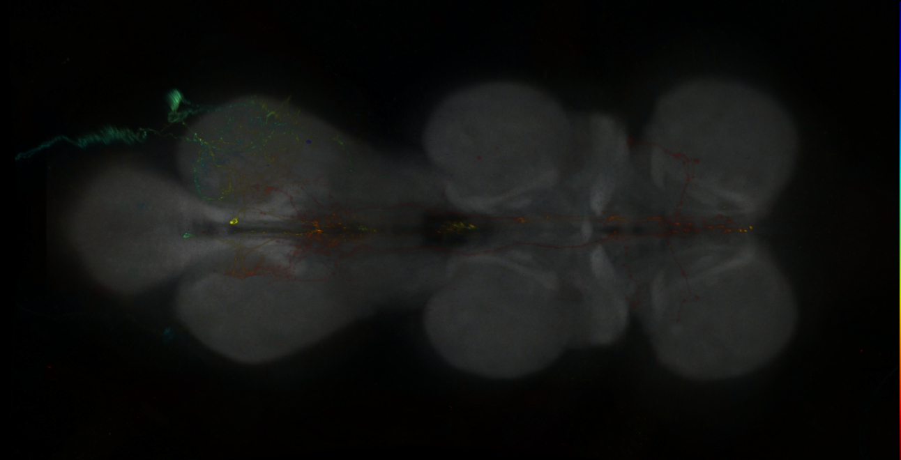 P{GMR12C11-lexA} expression pattern