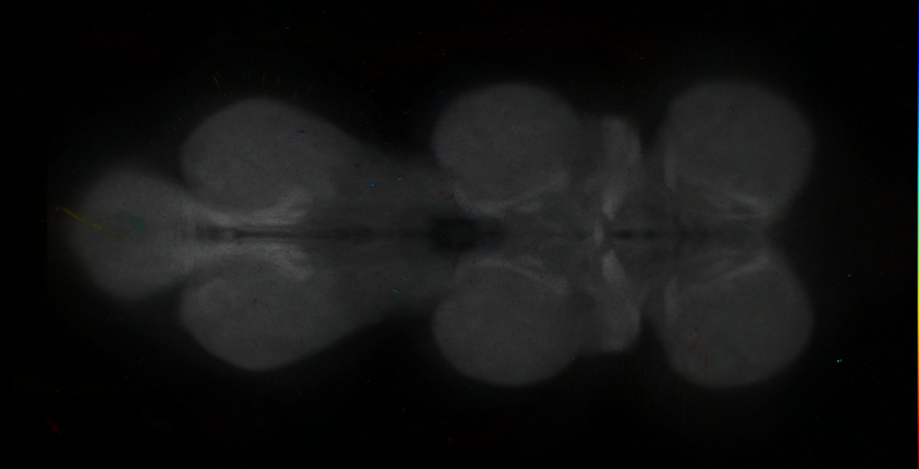 P{GMR12F01-lexA} expression pattern