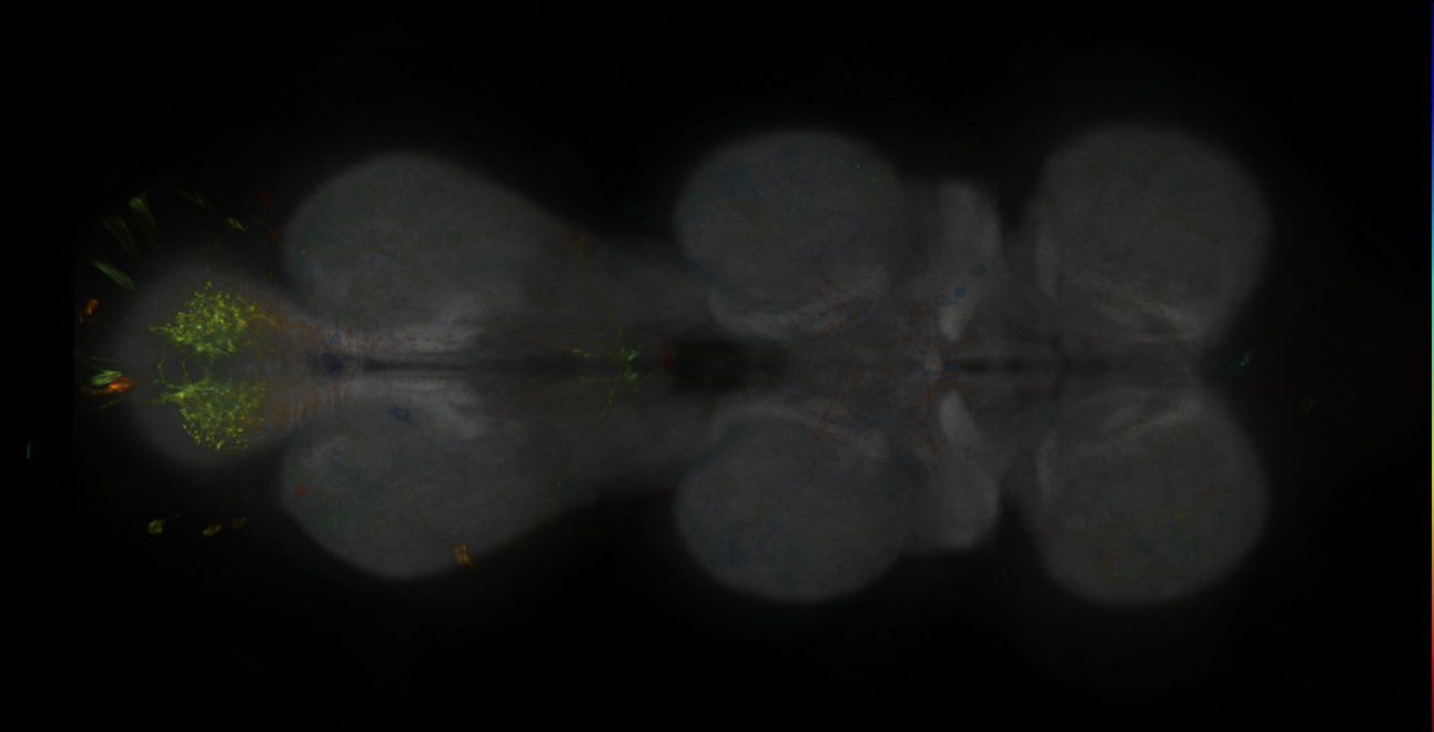 P{GMR12G04-lexA} expression pattern