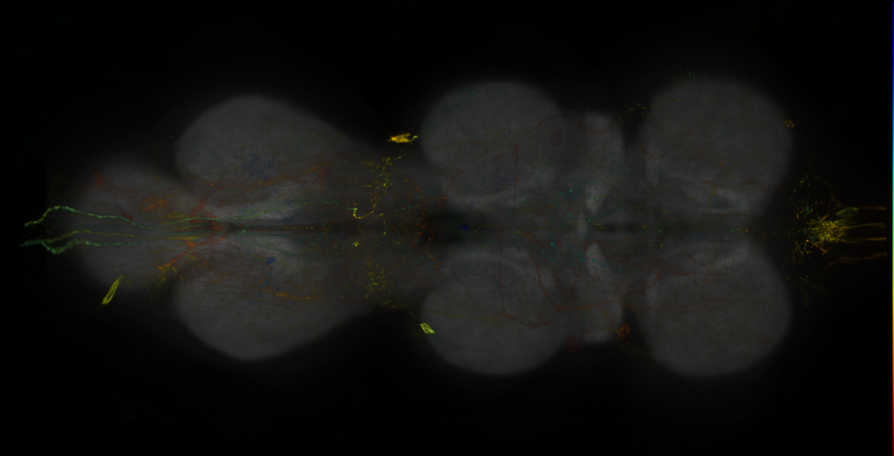P{GMR13A03-lexA} expression pattern