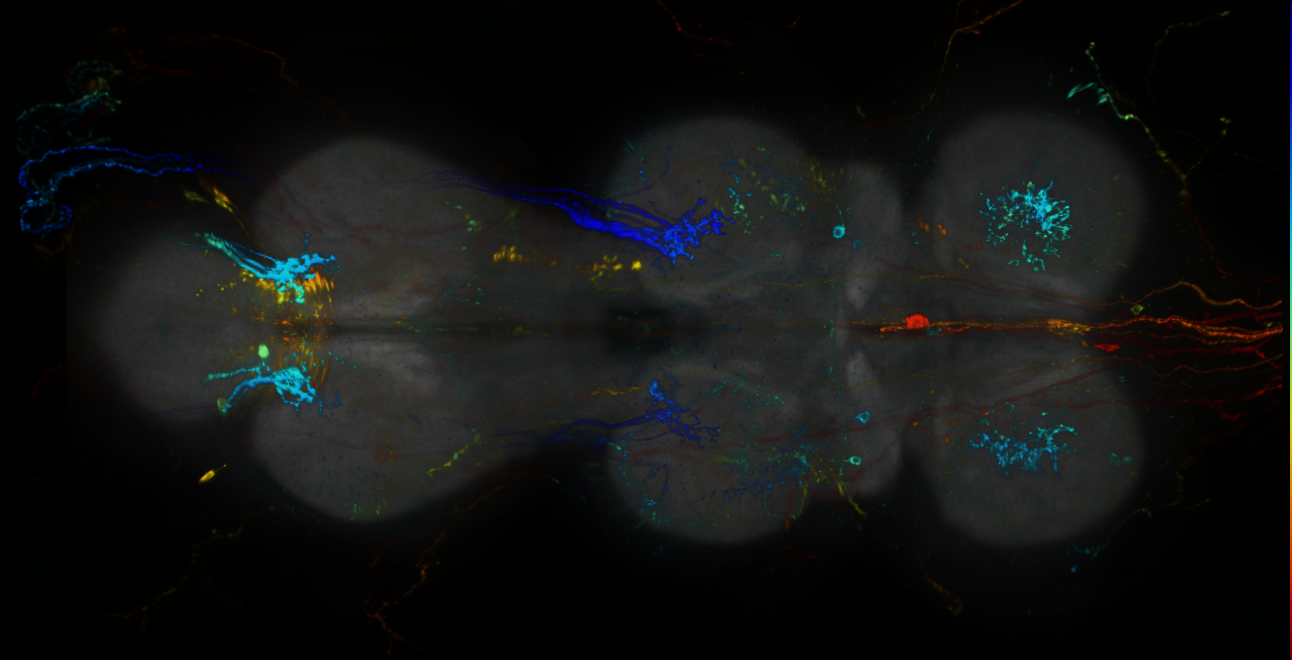 P{GMR13C03-lexA} expression pattern