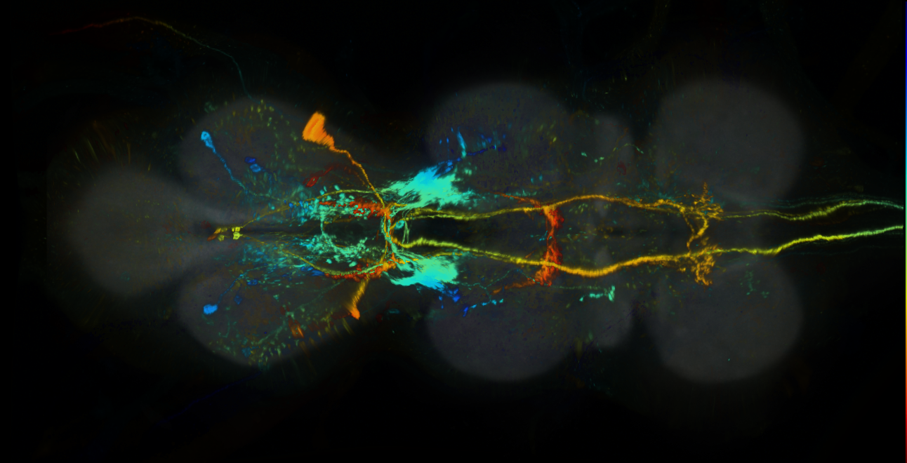 P{GMR13D09-lexA} expression pattern