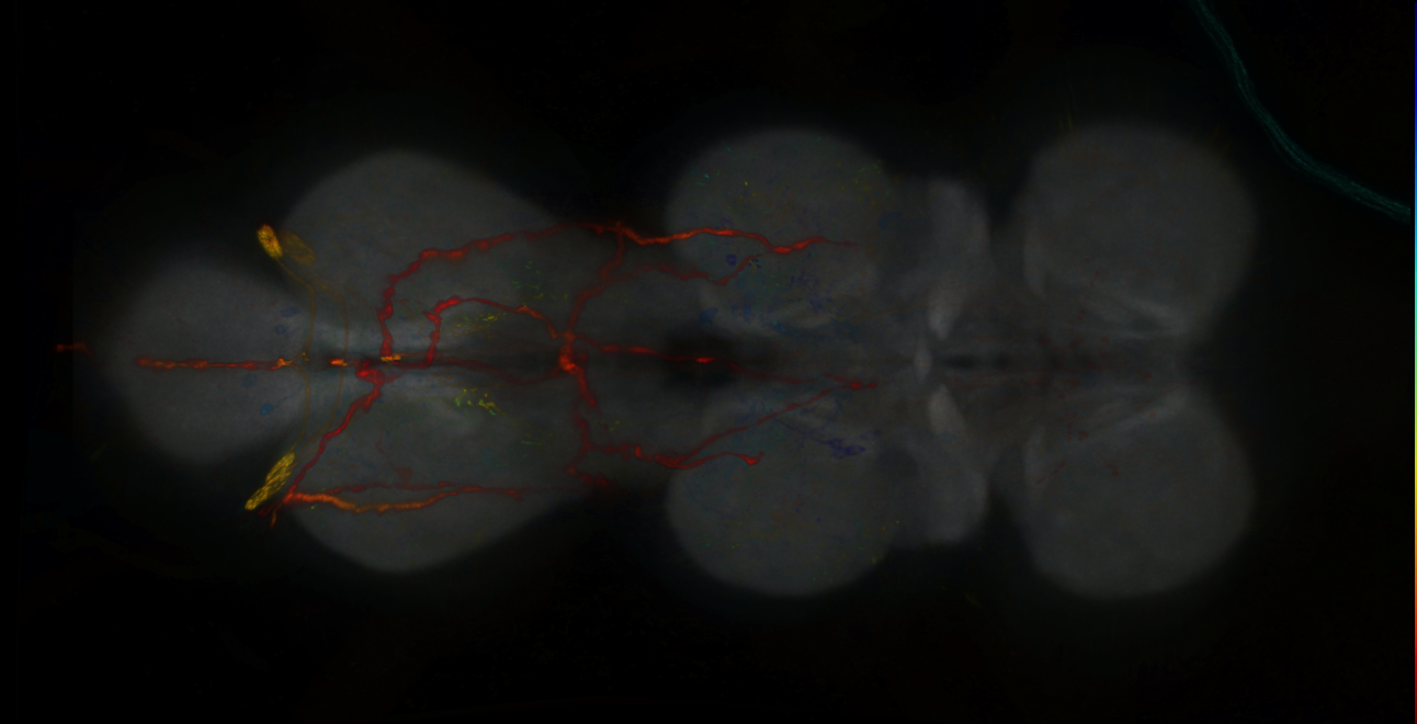 P{GMR13F02-lexA} expression pattern