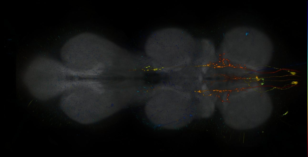 P{GMR13F03-lexA} expression pattern