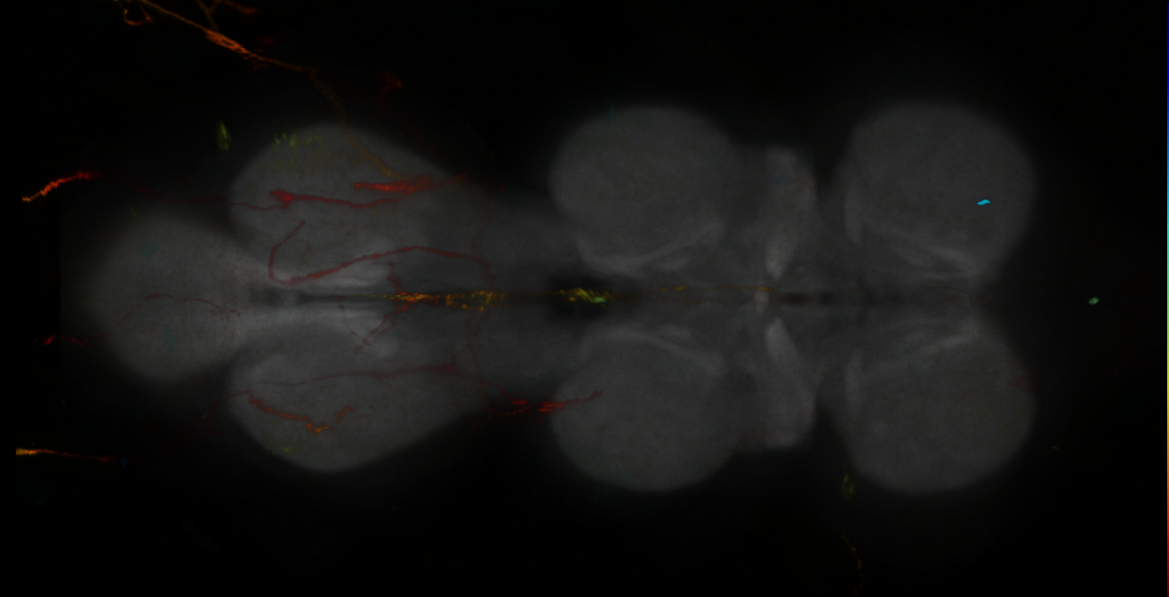 P{GMR13F04-lexA} expression pattern