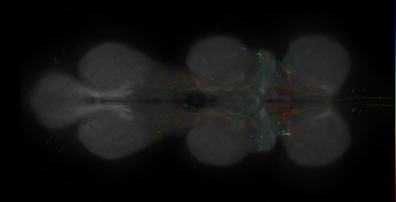 P{GMR13F09-lexA} expression pattern