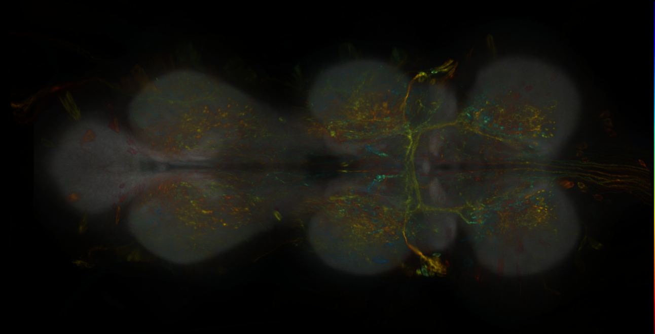 P{GMR14A12-lexA} expression pattern
