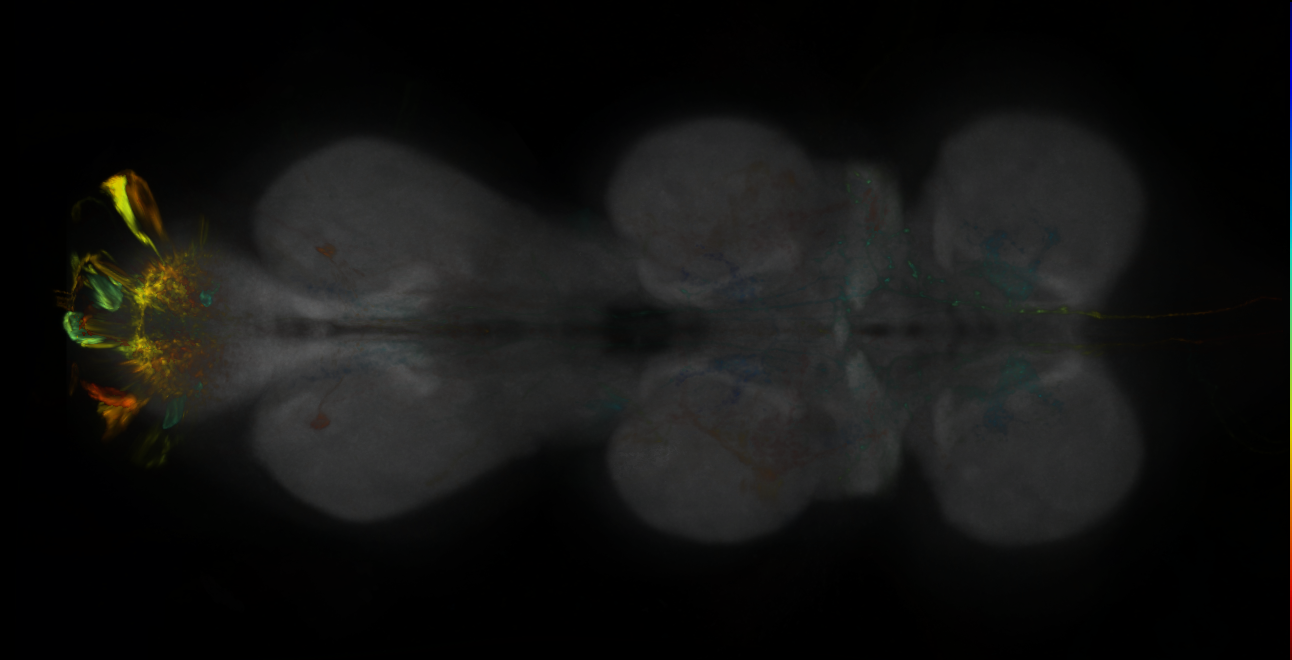P{GMR14C03-lexA} expression pattern