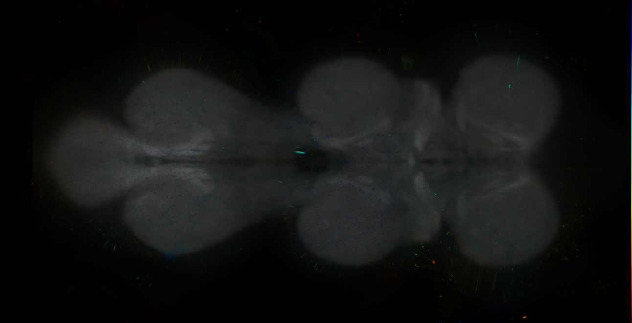 P{GMR14G03-lexA} expression pattern