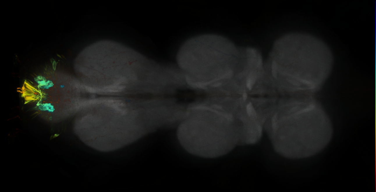 P{GMR14H08-lexA} expression pattern