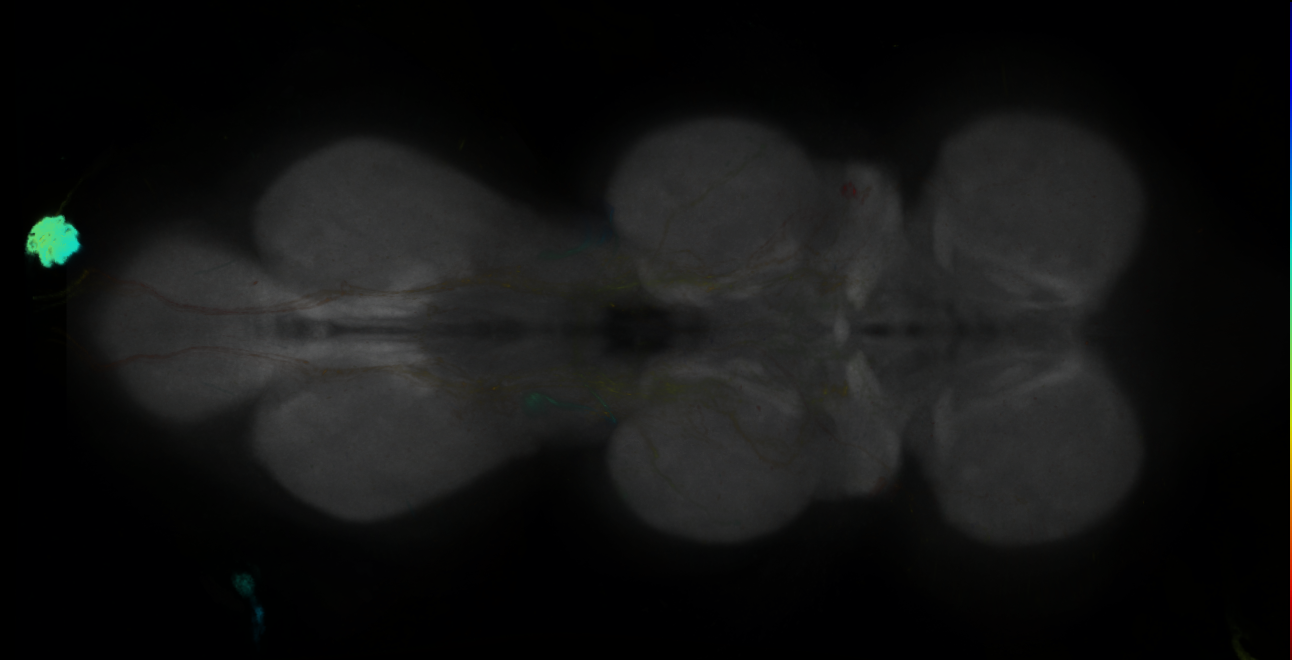 P{GMR15A04-lexA} expression pattern