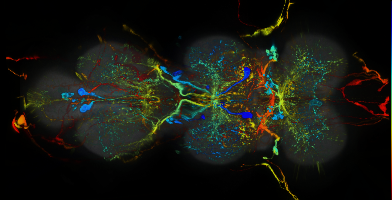 P{GMR15C12-lexA} expression pattern