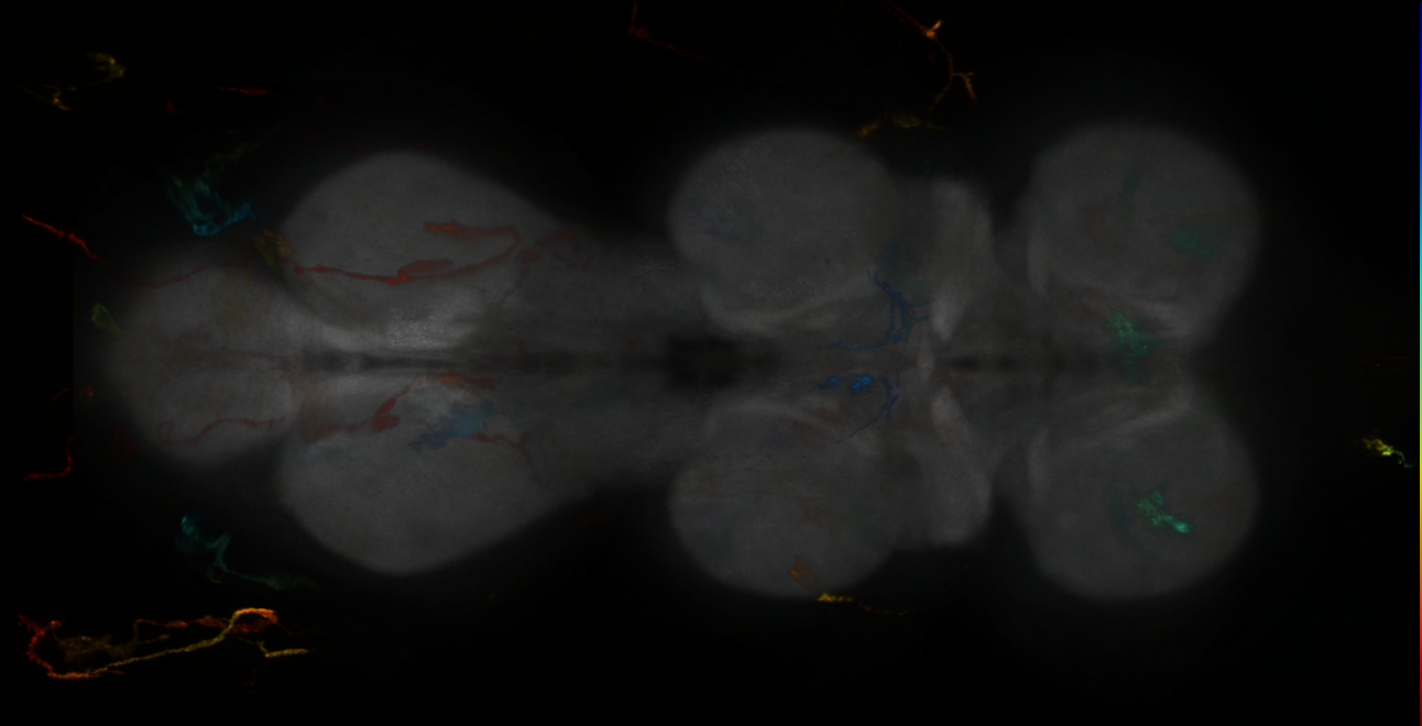 P{GMR16A07-lexA} expression pattern