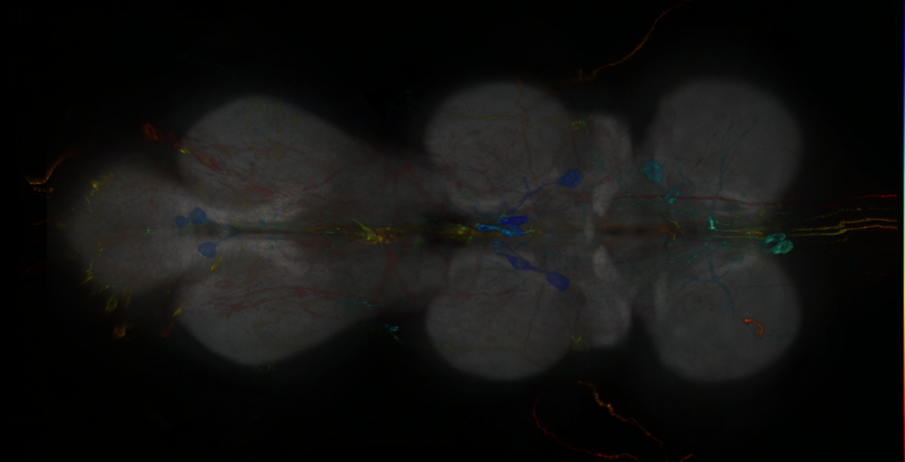P{GMR16C03-lexA} expression pattern