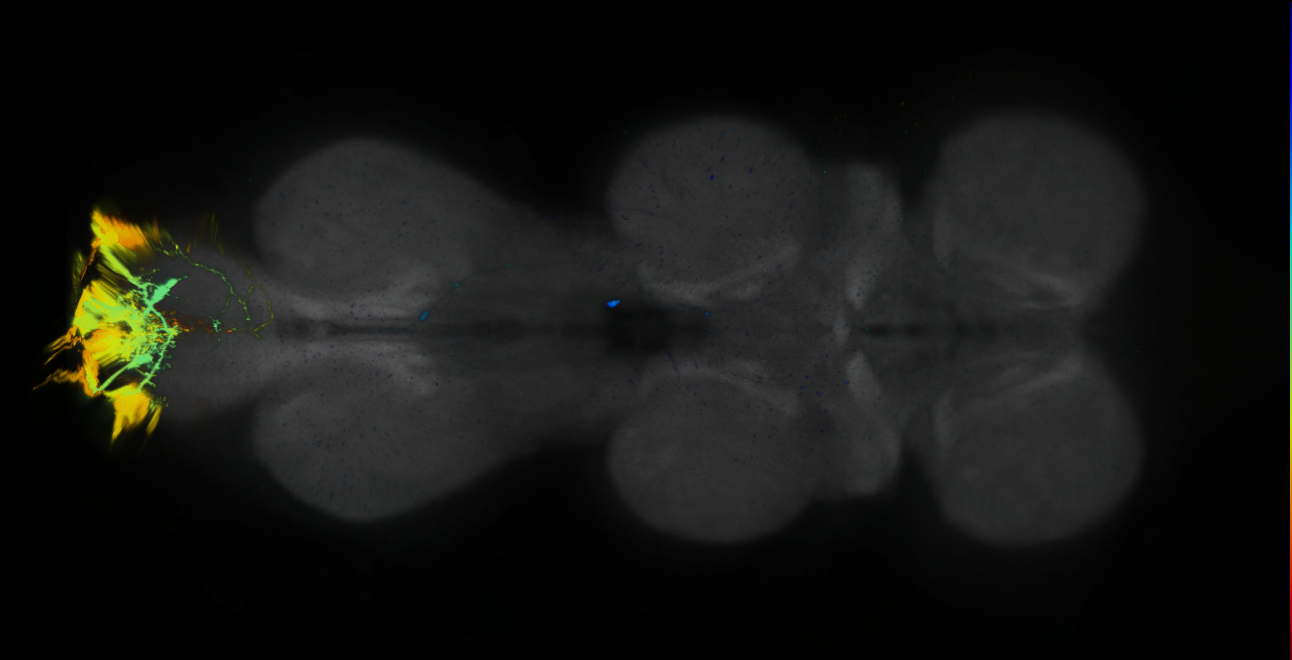 P{GMR16C05-lexA} expression pattern