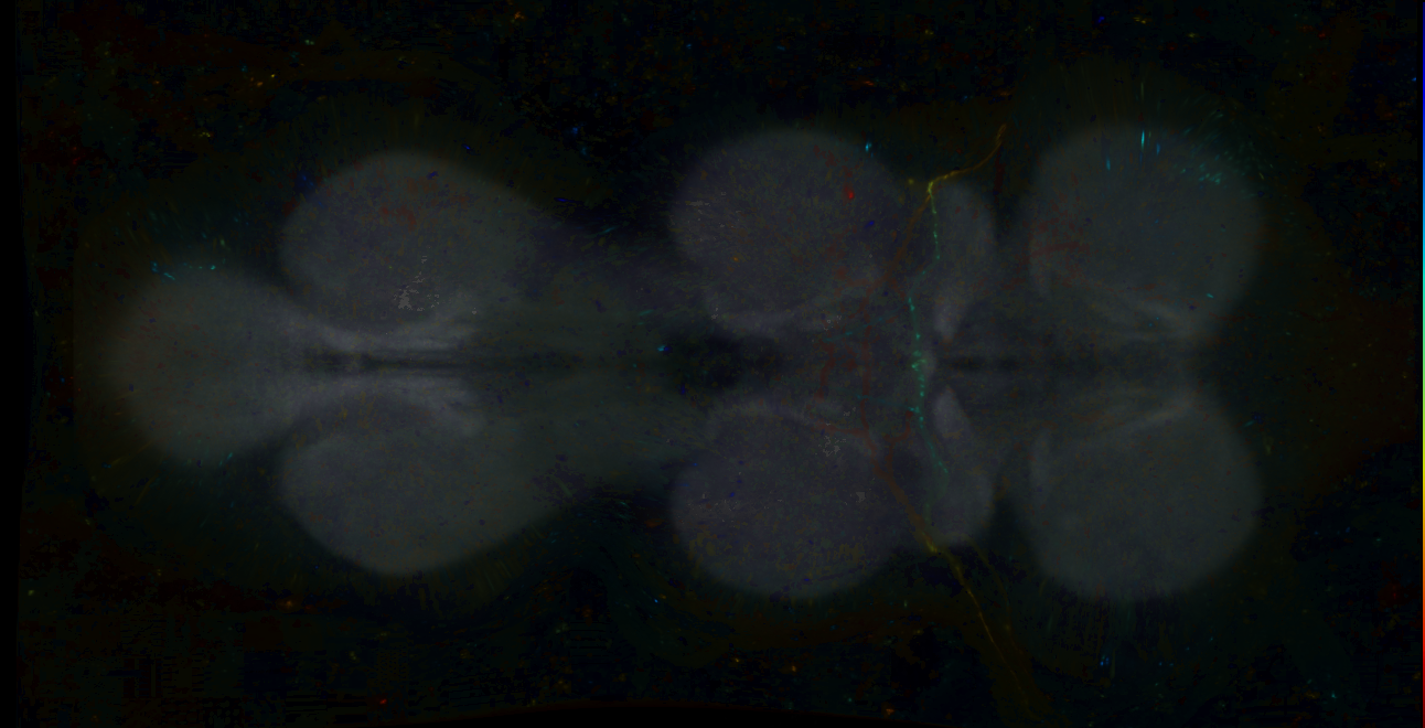P{GMR16C09-lexA} expression pattern