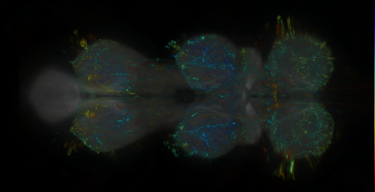 P{GMR16F02-lexA} expression pattern