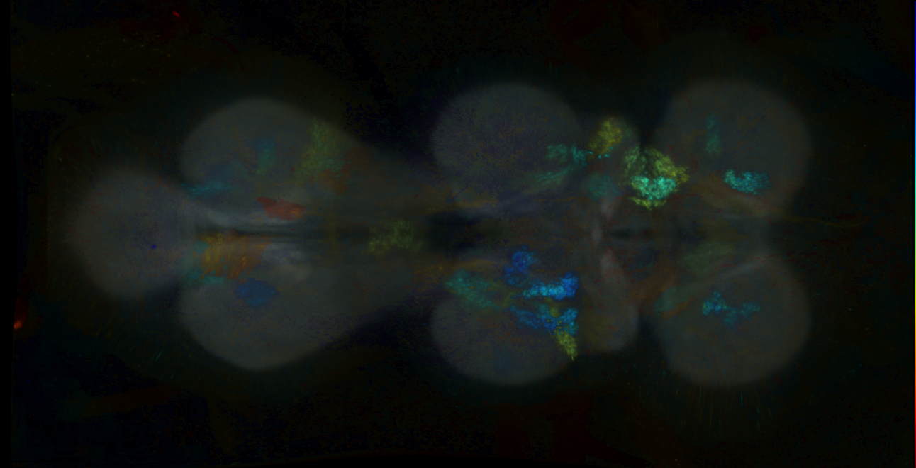 P{GMR16F09-lexA} expression pattern