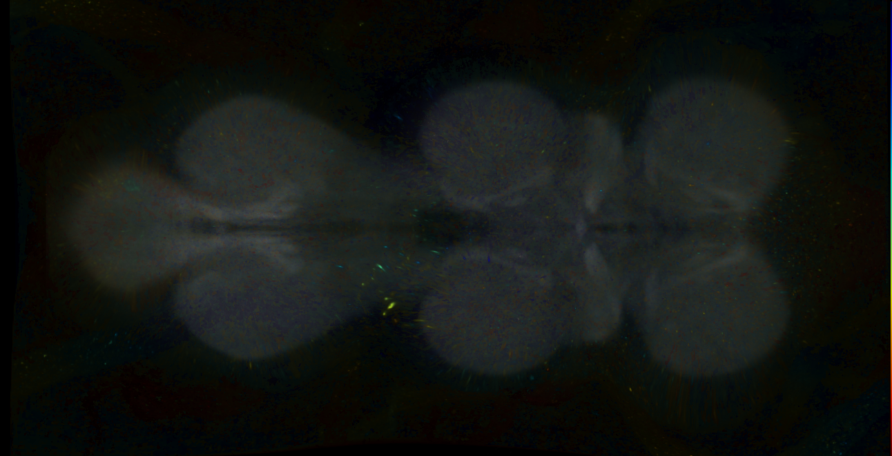 P{GMR16F10-lexA} expression pattern