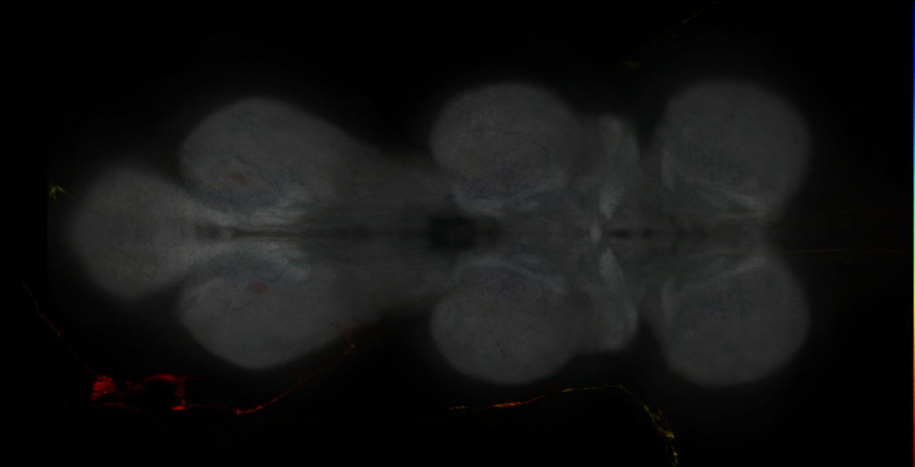 P{GMR16F12-lexA} expression pattern