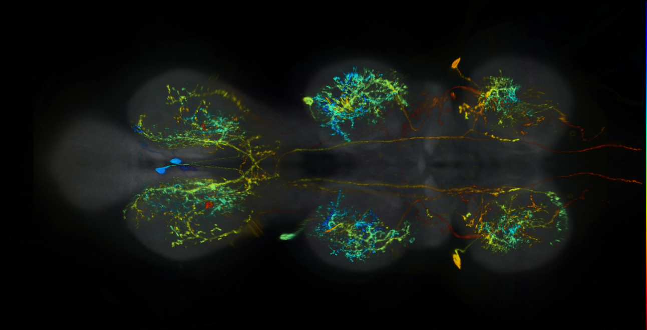 P{GMR16H06-lexA} expression pattern