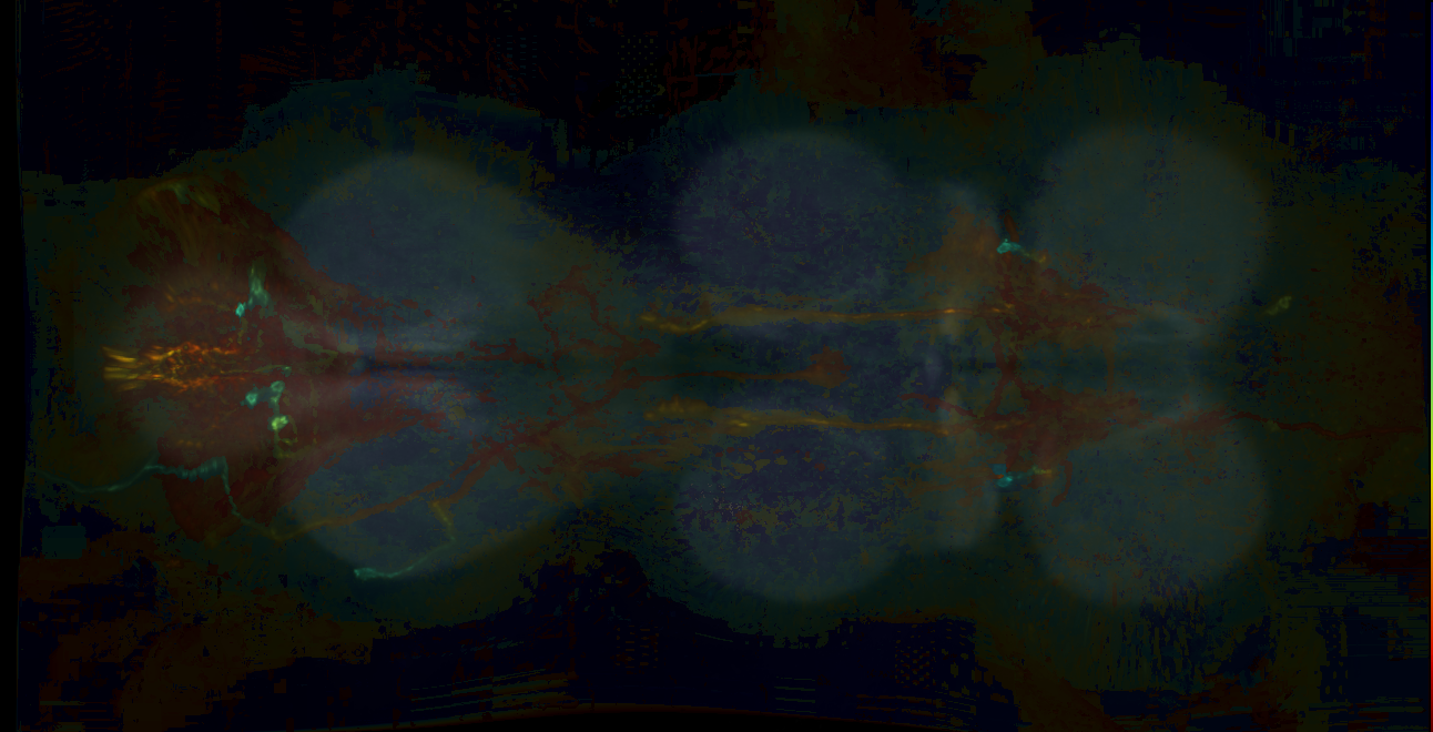 P{GMR16H11-lexA} expression pattern