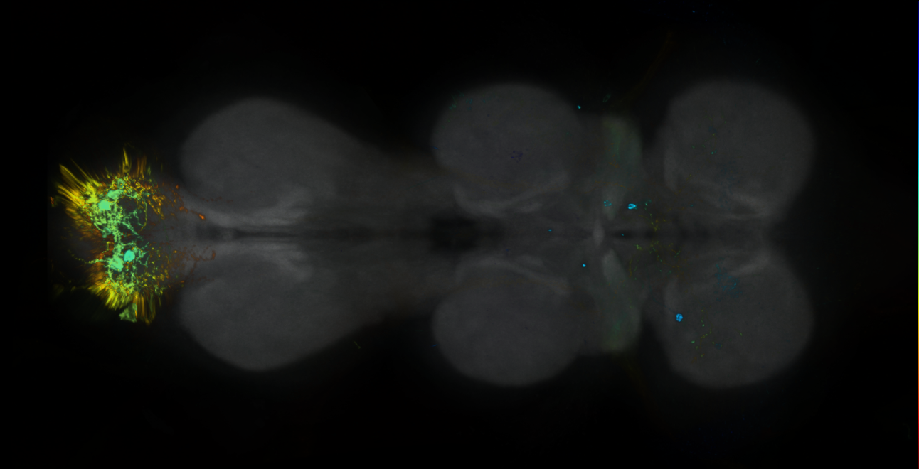 P{GMR17F01-lexA} expression pattern