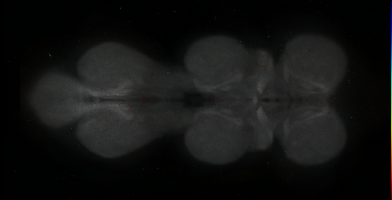 P{GMR19C03-lexA} expression pattern