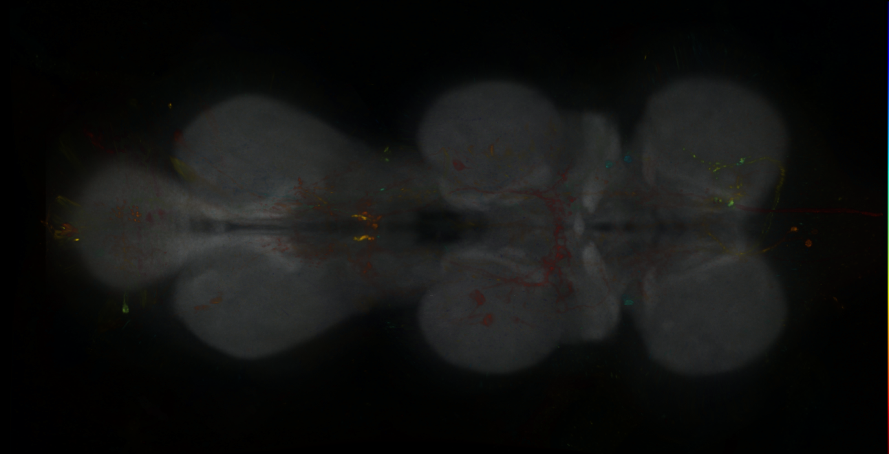 P{GMR19C05-lexA} expression pattern